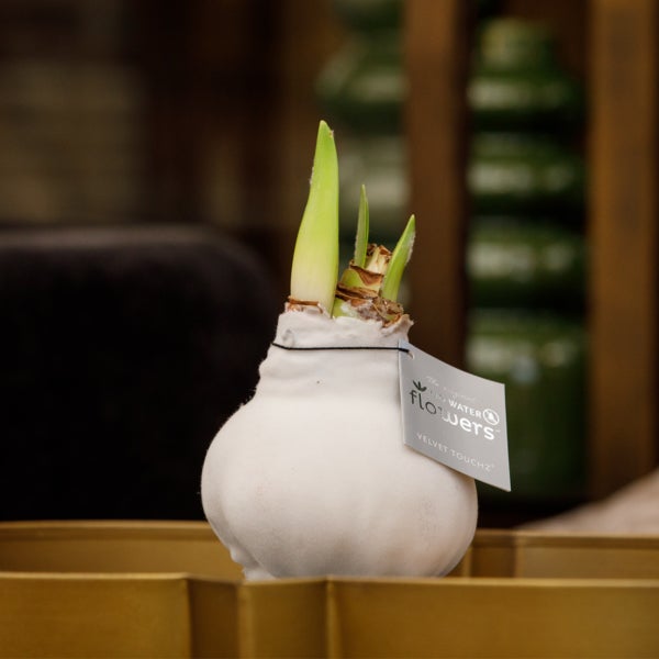 Bloomique – Amaryllis-Zwiebel in Wachs – weiße Samtbeschichtung – Blumenzwiebel – keine Wasserblumen – Weihnachtsdekoration – 15–25 cm hoch bei Lieferung – wird bis zu 40–60 cm groß – 10 cm Durchmesser