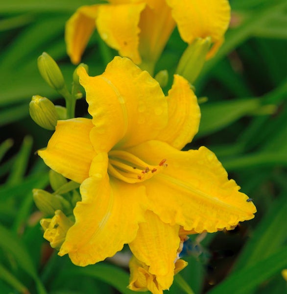 Gelbe Taglilie mit grünen Blättern