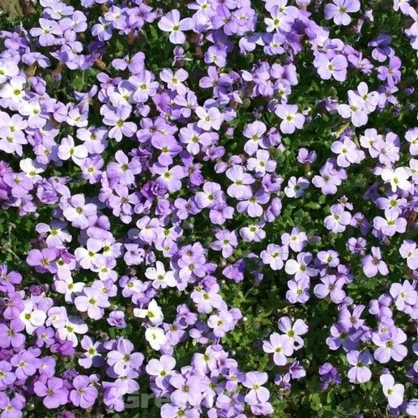 Blütenmeer mit Blaukissen Bodendeckerpflanzen