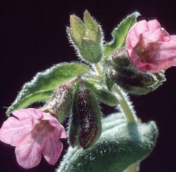 Lungenkrautpflanze mit Blüten und Blättern