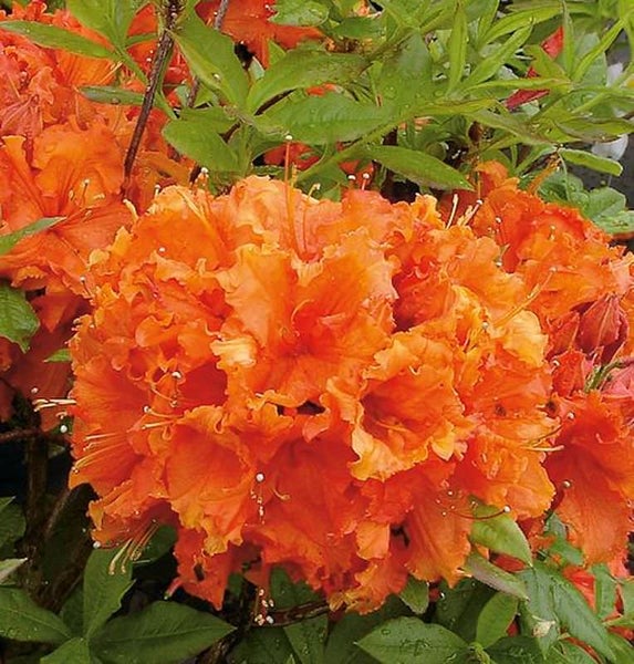 Orange Azalee im Garten