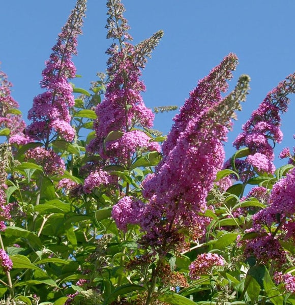 Sommerflieder mit lilafarbenen Blüten vor blauem Himmel