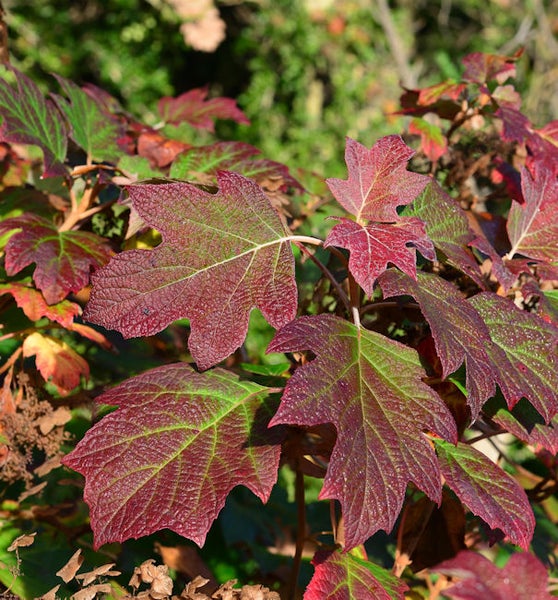 Eichenblättrige Hortensie mit markanten Blättern