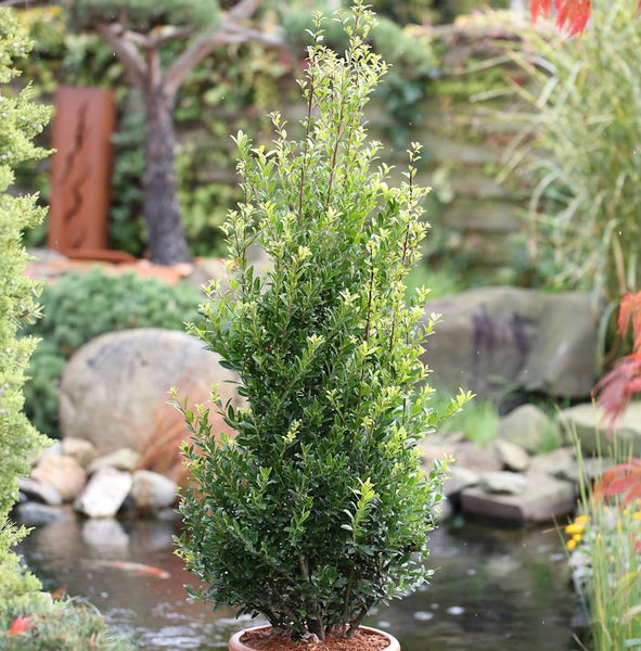 Im Garten steht ein kegelförmiger Strauch mit grünen Blättern.
