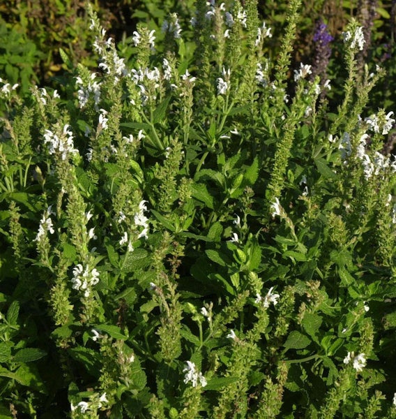 Blühende Salbeipflanze mit weißen Blüten