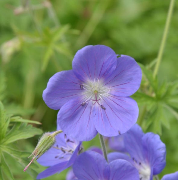 Blüte der Sorte Storchschnabel im Detail