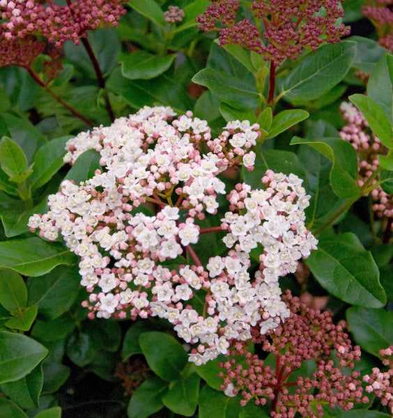 Immergrüner Schneeball mit weißen Blüten und grünen Blättern