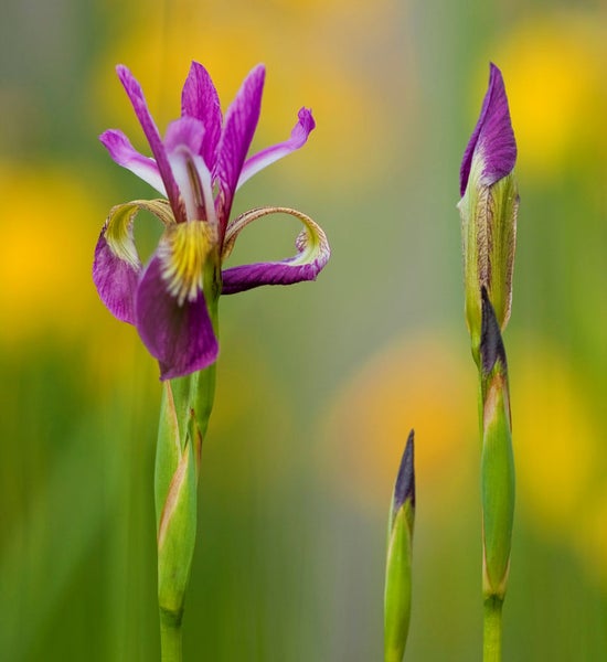 Nahaufnahme einer purpurfarbenen Schwertlilie mit Knospen