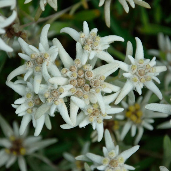 Nahaufnahme einer Gruppe Alpen-Edelweiß Blumen.