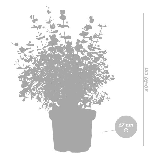 2x Eucalyptus gunnii - Gummibaum - Strauch - Immergrün – ⌀17 cm - ↕40-50 cm