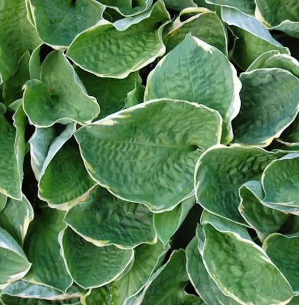 Funkienblätter mit gewellten Rändern für den Garten