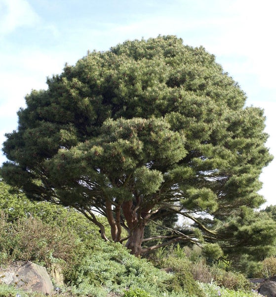 Große Kiefer im Garten