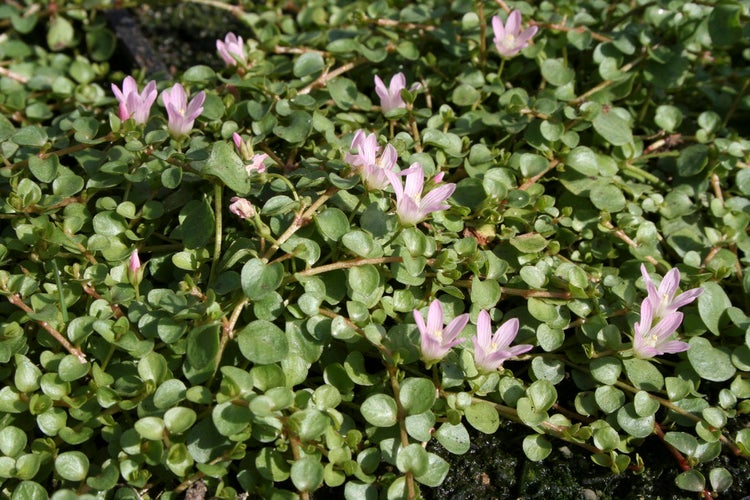 Anagallis tenella | Tar guichelheil - Grower's Pot in Pond Plant & Oxygen Plant ⌀11 cm - ↕11-22 cm