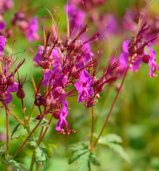 Nahaufnahme von blühendem Storchschnabel