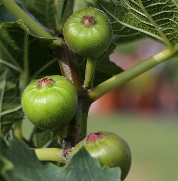 Unreife Feigen auf einem Zweig mit Blättern