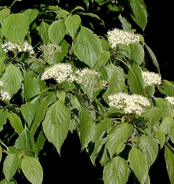 Blühender Hartriegelstrauch mit grünen Blättern