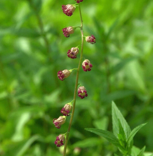 Blütenstand einer Gartenpflanze