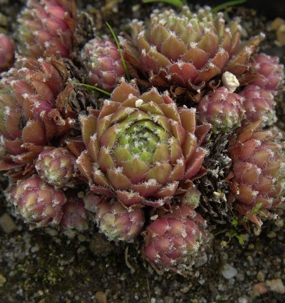 Rosettenartige Hauswurz Pflanze im Detail