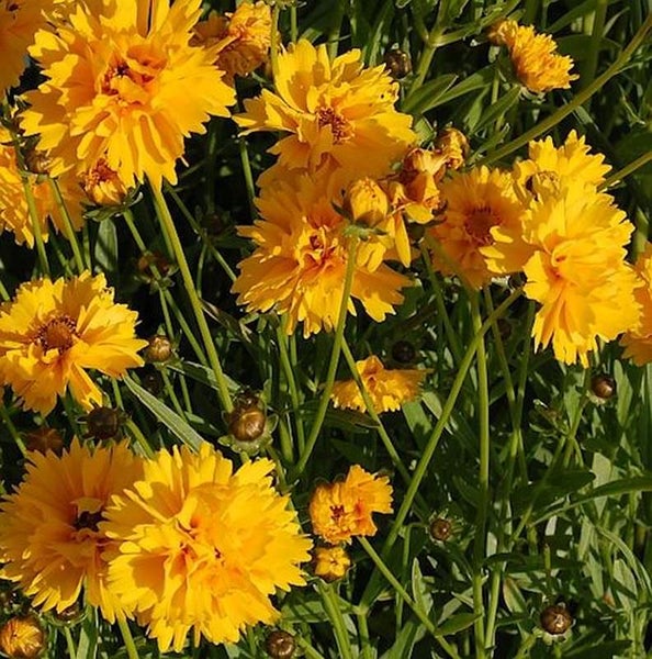 Nahaufnahme von Coreopsis-Blüten im Garten.