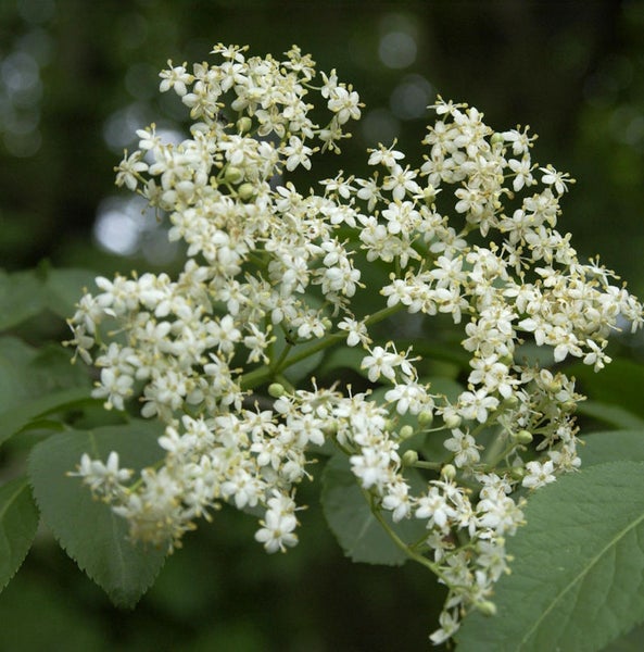 Blütenstand des Schwarzen Holunders mit Blättern