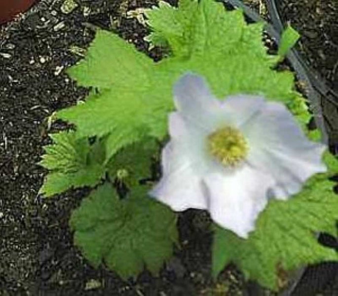 Blüte einer Mohnpflanze mit grünen Blättern