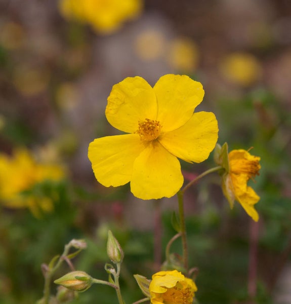 Gelbe Zistrose im Fokus