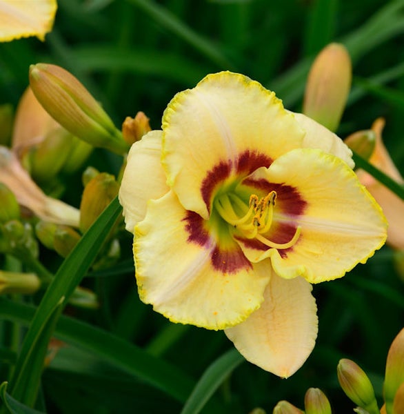 Nahaufnahme einer gelben Taglilienblüte mit dunkelrotem Zentrum.