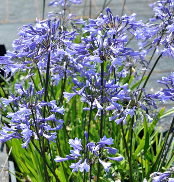 Nahaufnahme von blauen Schmucklilien