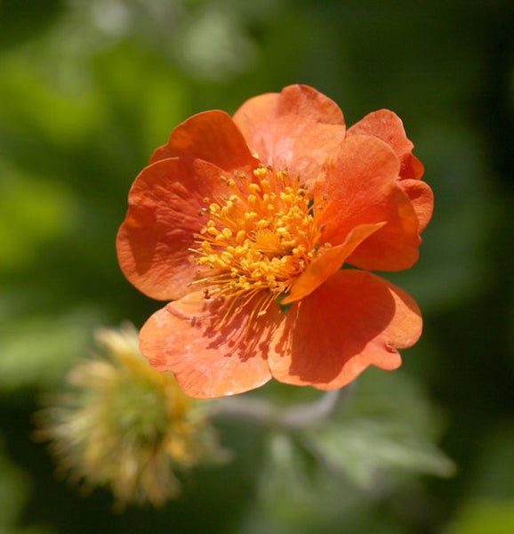 Nahaufnahme einer Nelkenwurzblüte