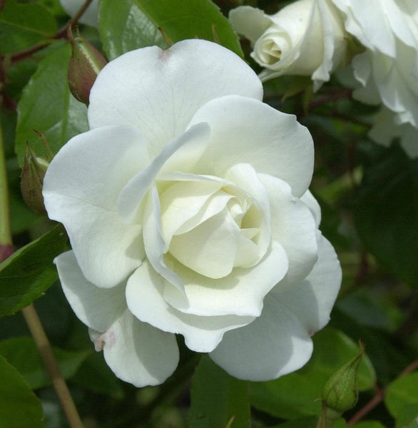 Nahaufnahme einer einzelnen weißen Rose mit Blütenknospen und grünen Blättern