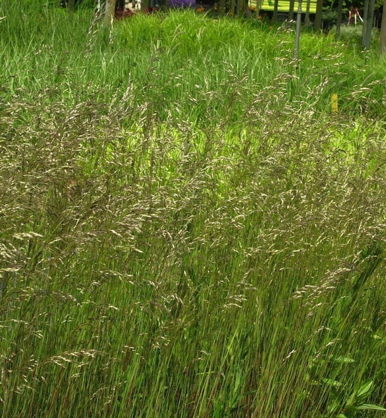 Hohes Ziergras im Garten