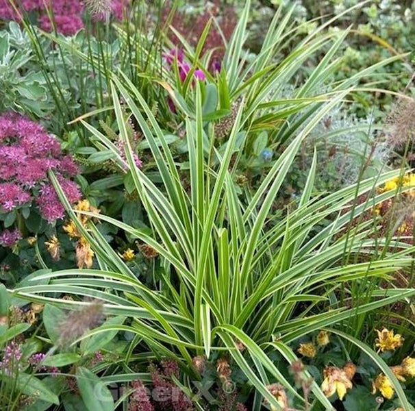 Gestreiftes Gartengras in einem Gartenbeet.