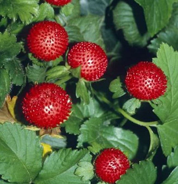 Erdbeeren im Gartenbeet