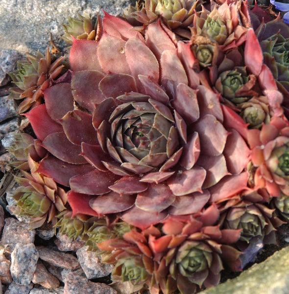 Hauswurz Pflanze Nahaufnahme