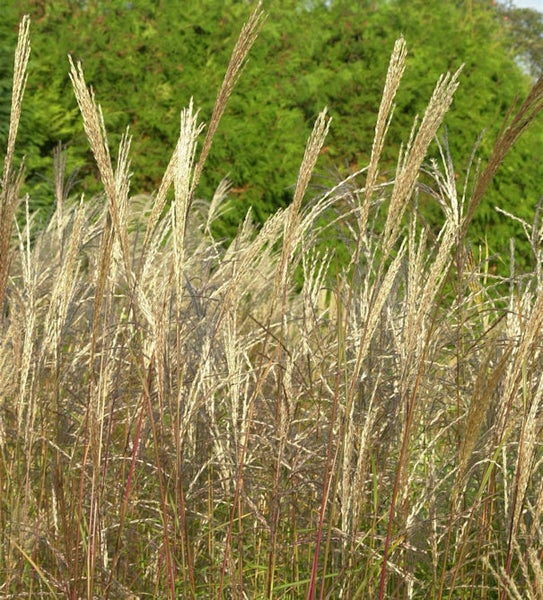 Chinaschilf im Garten