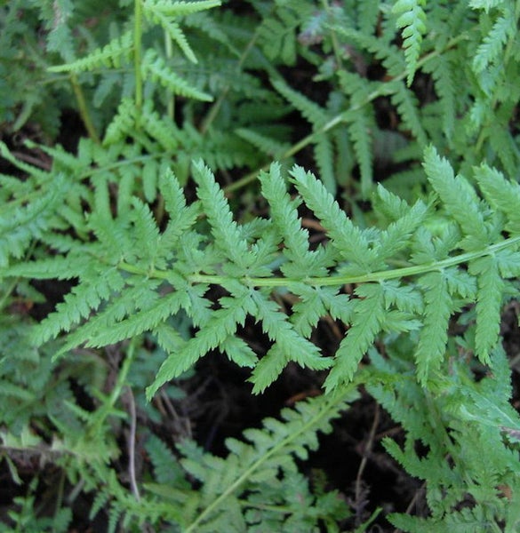 Nahaufnahme eines Farnblatts