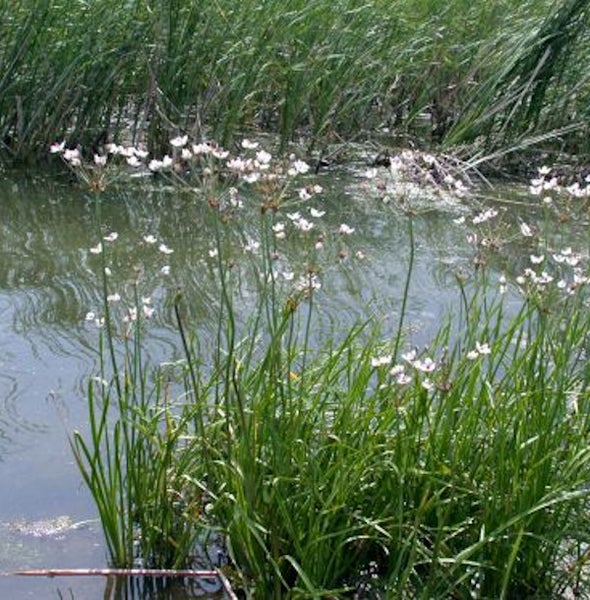Blühende Gemeine Pfeilkraut Pflanzen im Gartenteich