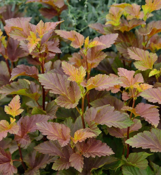 Fasanenspiere mit Blättern