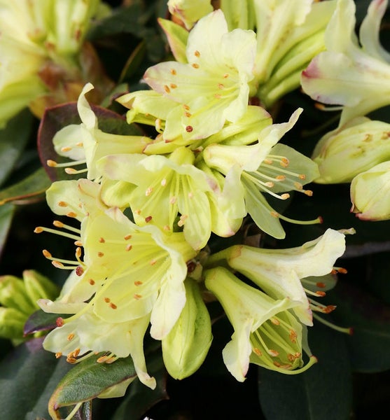 Nahaufnahme von Rhododendronblüten