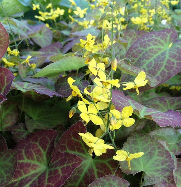 Elfenblume mit gelben Blüten und grün-roten Blättern