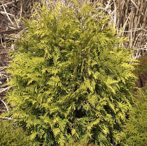 Goldene Thuja im Garten