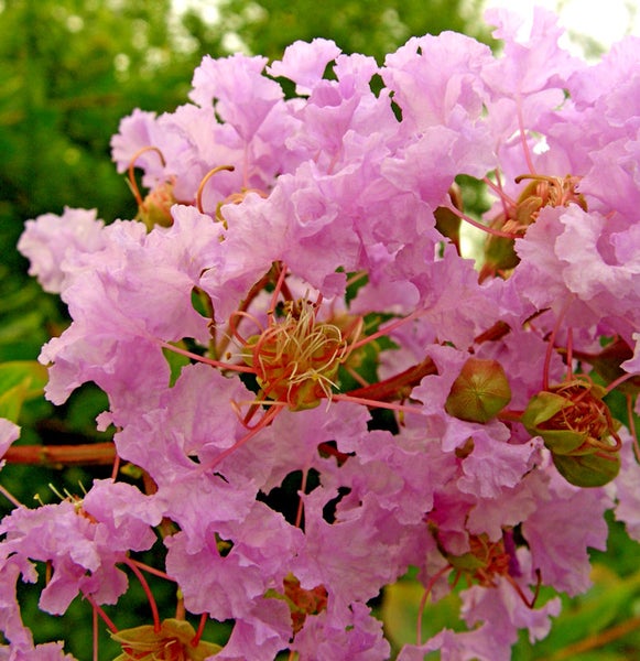 Nahaufnahme von Lagerstroemia Blüten