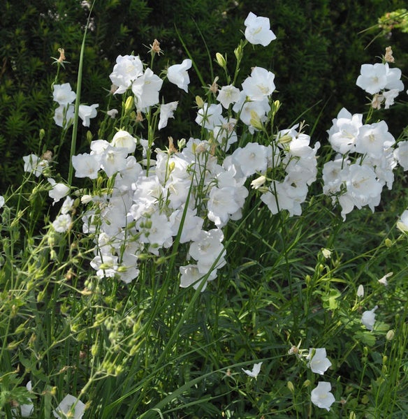 Gruppe von weißen Glockenblumen im Garten