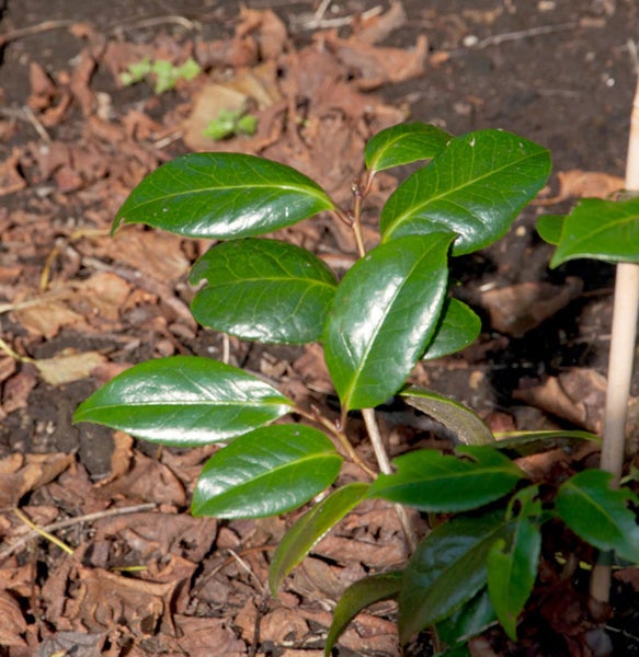 Nahaufnahme einer jungen Kamelienpflanze mit grünen Blättern im Gartenboden.