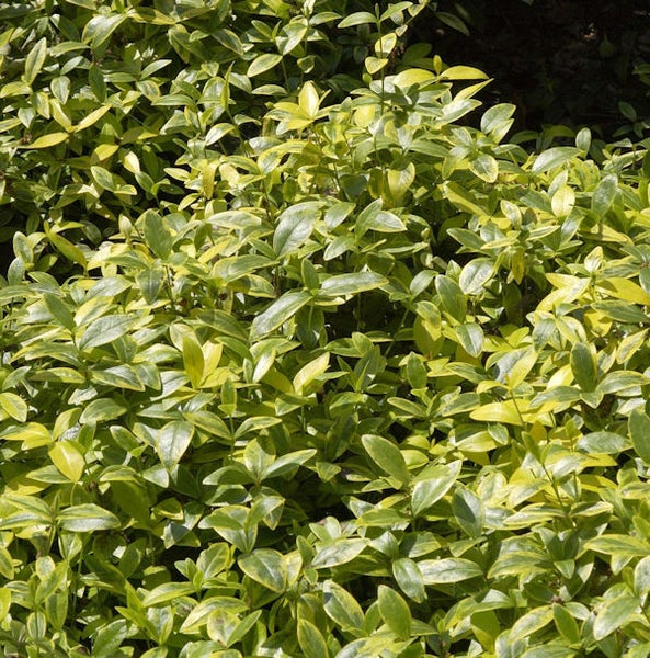 Immergrüne Hecke mit grünen und gelben Blättern