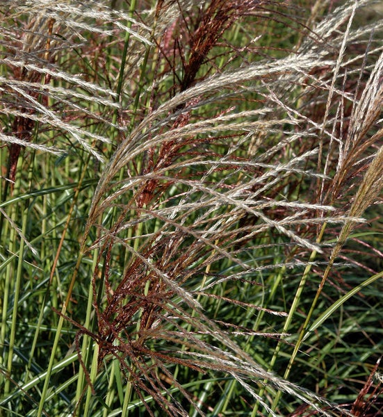 Chinaschilf im Detail