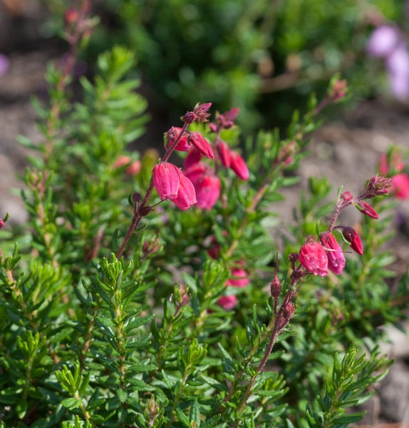 Blühende Glockenheide Pflanze im Garten