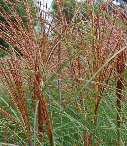 Chinaschilf im Garten
