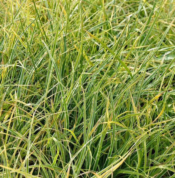 Ziergras mit gestreiften Blättern