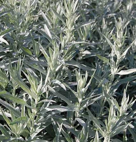 Silberblatt Pflanze mit filzigen Blättern